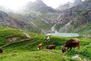97 Mucche all'Alpe Gembre